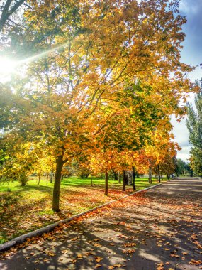Güzel sarı altın sonbahar park güneş ışığı ile