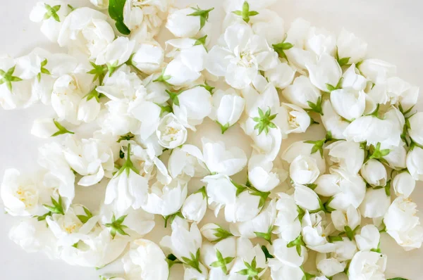 White gentle flowers background