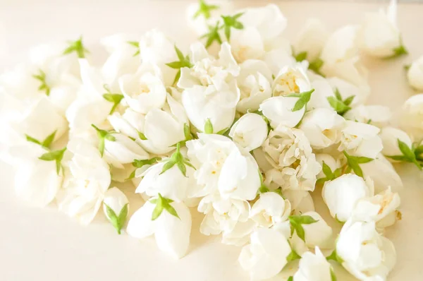 Witte bloemen van de zachte achtergrond — Stockfoto