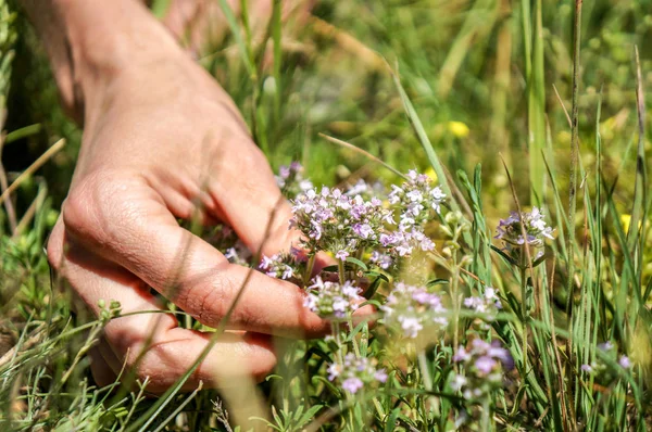 Frau nimmt Thymes von Hand auf — Stockfoto