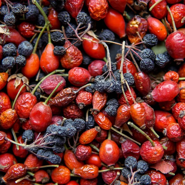 Fondo de otoño con bayas secas —  Fotos de Stock