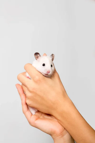 Hamster di tangan anak laki-laki terisolasi di atas abu-abu — Stok Foto