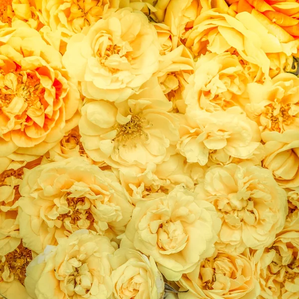 Желтые лепестки роз — стоковое фото