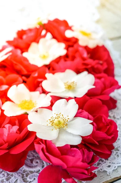 Красные и белые лепестки роз на белом фоне — стоковое фото