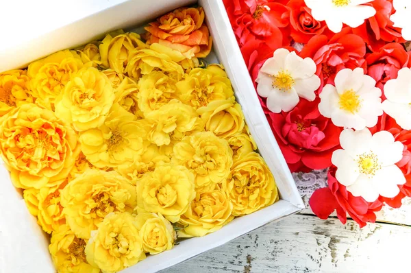 Gele, rode en witte rozenblaadjes — Stockfoto