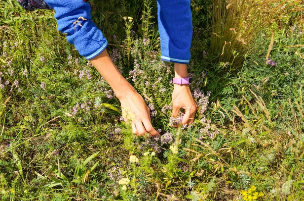 Kvinna Plocka Upp Färsk Grön Timjan Växer Ängen Solig Dag — Stockfoto