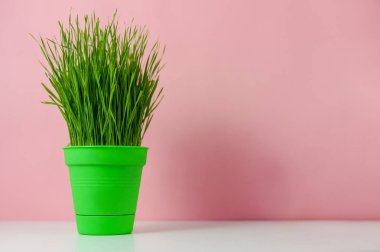 Bahar çiçekleri pembe arka plan, en az stil üzerinde çiçek tencerede