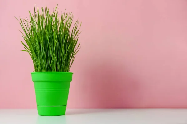 Vårblommor Blomkruka Över Rosa Bakgrund Minimalistisk Stil — Stockfoto