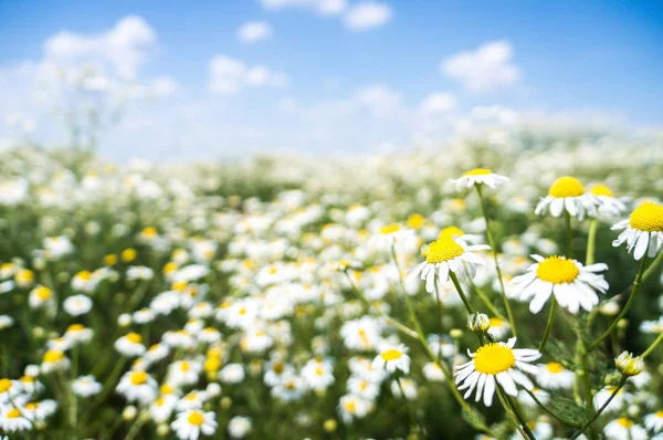 Camomilas Campo Flores Closeup Bela Cena Natureza Com Camomilas Médicas — Fotografia de Stock