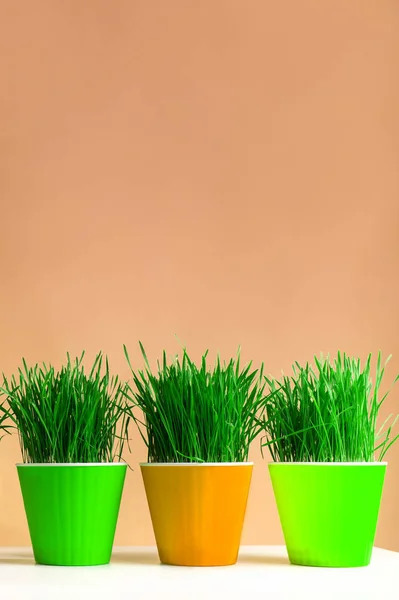 Spring Background Green Grass Orange Background — Stock Photo, Image