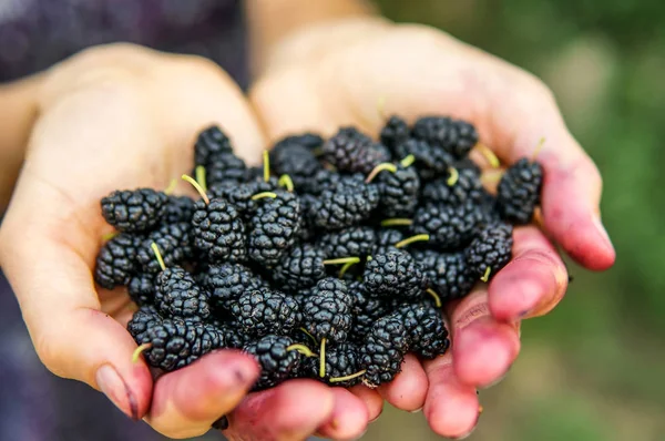 Mulberry Woman Hands Green Natural Background Woman Showing Fresh Picked — Stock Photo, Image