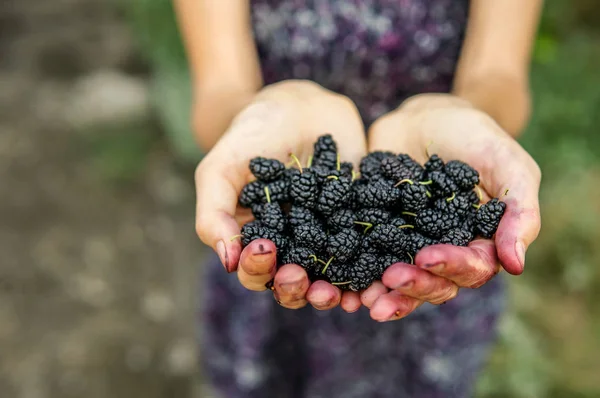 Dut, kadının içinde yeşil doğal bir altyapıyı teslim eder. Kadın elinde taze böğürtlen gösteriyor ve elleri sulu olanlardan kirlenmiş.