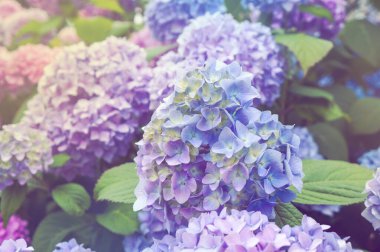 İlkbaharda açan ortanca çiçeği ve yazın bir bahçede açan. Güzel hortensiya çiçeği çalısı