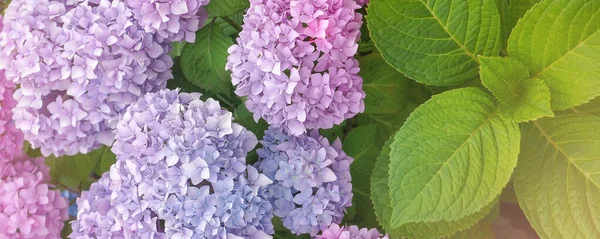 Lkbaharda Açan Ortanca Çiçeği Yazın Bir Bahçede Açan Güzel Hortensiya — Stok fotoğraf