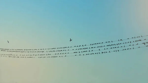 Birds Sky Birds Musical Symbol Sitting Music Notes — Stock Photo, Image