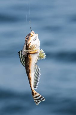 Balık oltaya geldi.