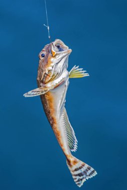 Kanca Uzak Doğu boğa