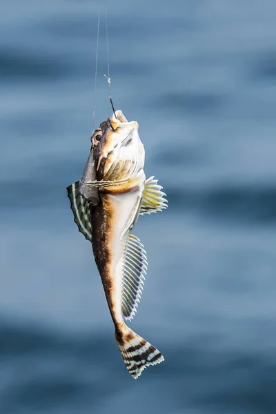 Balık oltaya geldi.