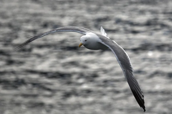 海鸥飞过海中模糊的背景 — 图库照片