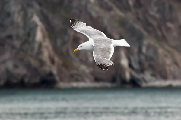 Seagull in flight — Stock Photo, Image