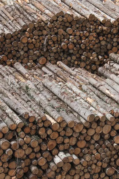Pile of trunks of felled trees — Stock Photo, Image