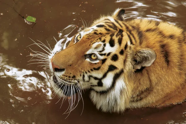 Amur Tiger Lies Reservoir Ussuri Taiga — Stock Photo, Image