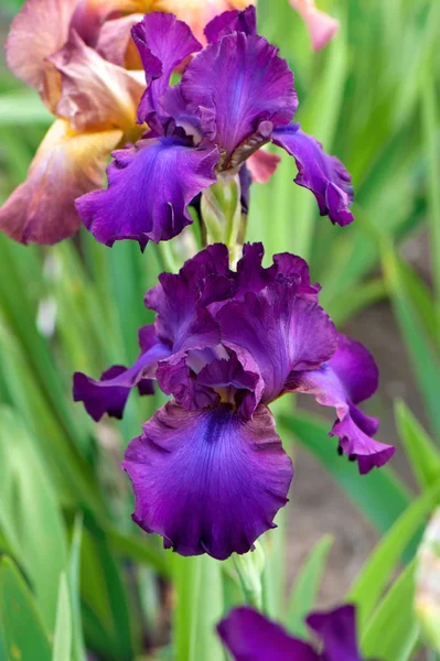 Iris viola fiore su sfondo verde — Foto Stock