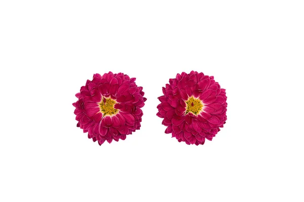 Два розовых цветка на белом фоне — стоковое фото