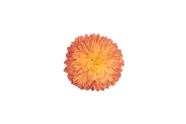 Fleur orange isolée sur fond blanc — Photo