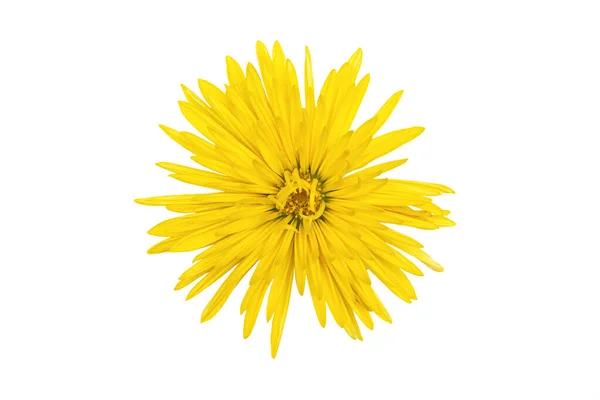 Une fleur jaune isolée sur fond blanc — Photo