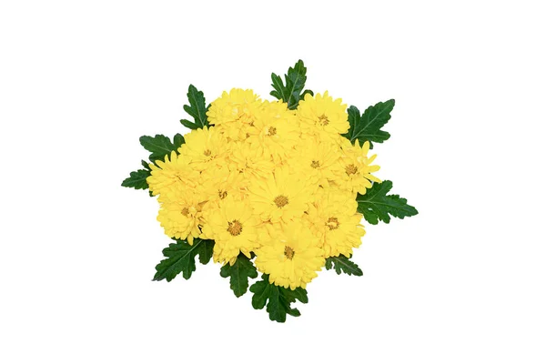 Gruppe gelbe Blüten isoliert auf weißem Hintergrund — Stockfoto