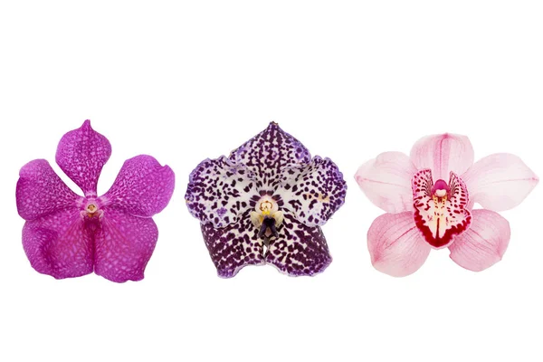 Три розовые орхидеи изолированы на белом фоне — стоковое фото