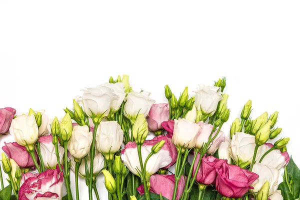 Różowe i białe kwiaty eustoma na białym tle. — Zdjęcie stockowe