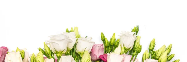 Różowe i białe kwiaty eustoma na białym tle, sztandar. — Zdjęcie stockowe