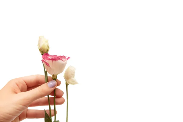 Mão feminina segurando um eustoma branco flores no fundo branco . — Fotografia de Stock