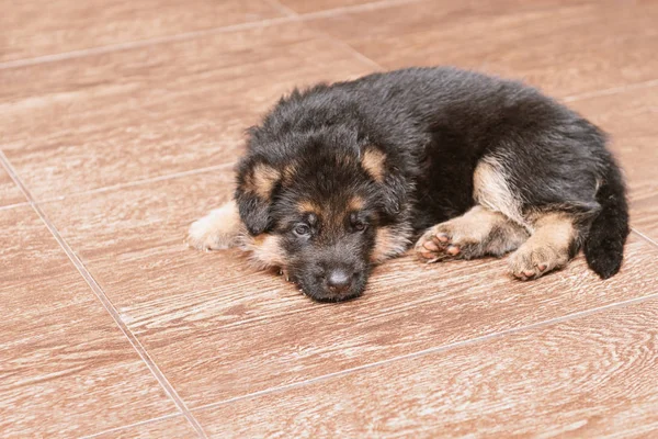 German shepherd puppy on the floor, close up. — Stock Photo, Image
