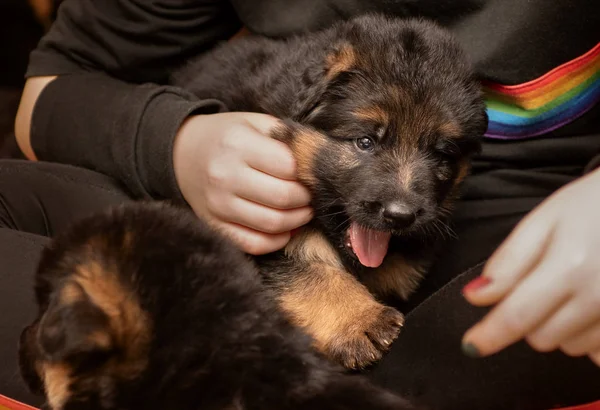 German shepherd puppy play with child, close up. — Stock Photo, Image