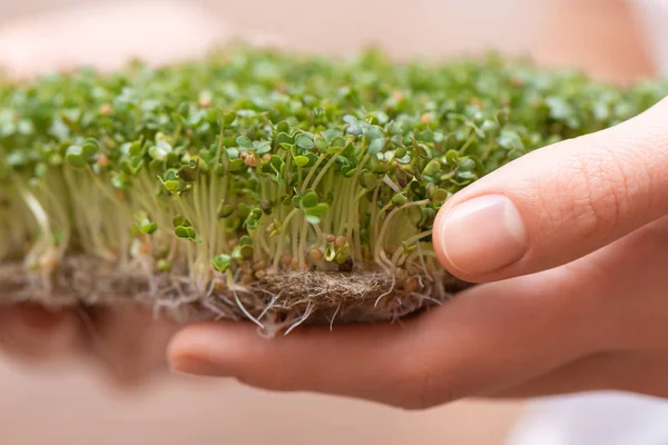 Micro greens. Sprouted mustard seeds on linen mat in female hands.