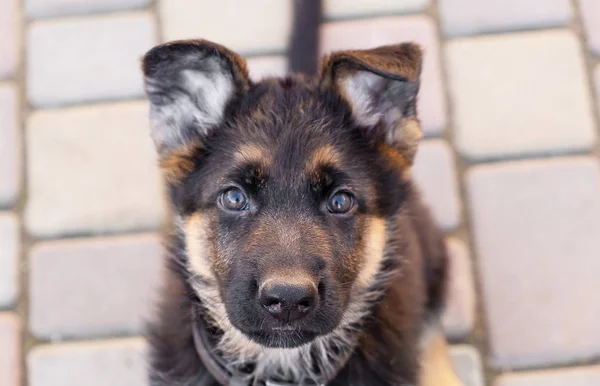 Portrait of a German shepherd puppy, close up. — Stock Photo, Image