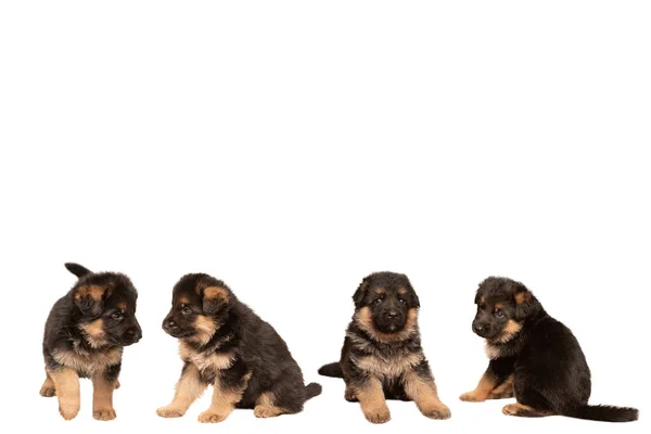 白い背景の上のジャーマン シェパードの子犬のグループ — ストック写真