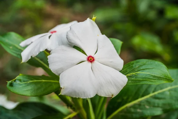 Flor Branca Jardim Periwinkle Indiano Ocidental Madagascar — Fotografia de Stock