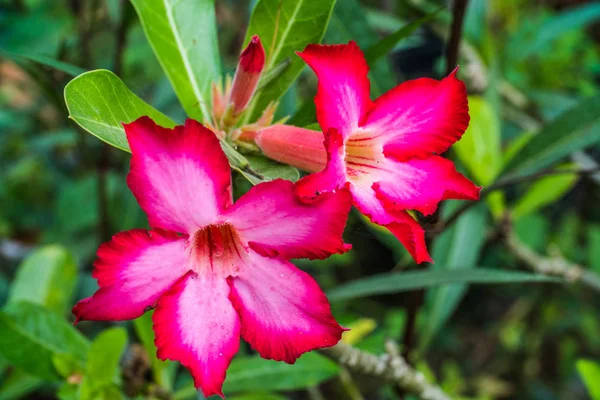 Bahçede Gossamer ile pembe çöl gül