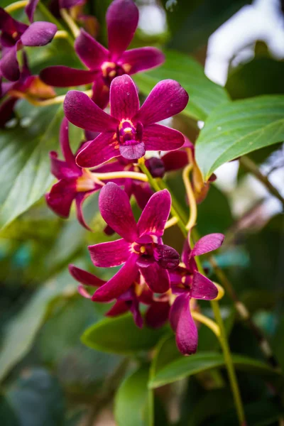 Orquídea Rosa Bonita Jardim — Fotografia de Stock