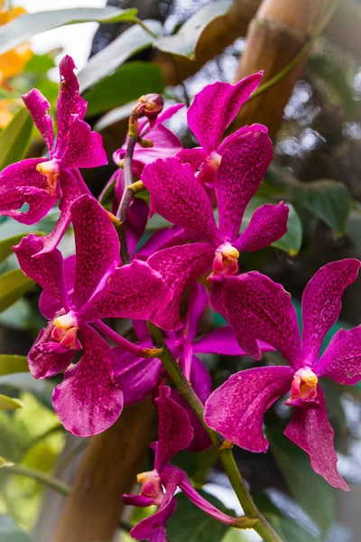 Piękna Różowa Orchidea Ogrodzie Tłem Bokhe — Zdjęcie stockowe