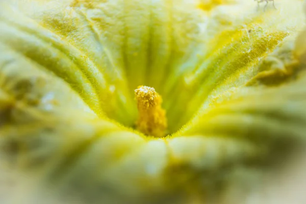 Pumpkin Yellow Pollen Yellow Flowers Bloom Pollen Chu — Stock Photo, Image