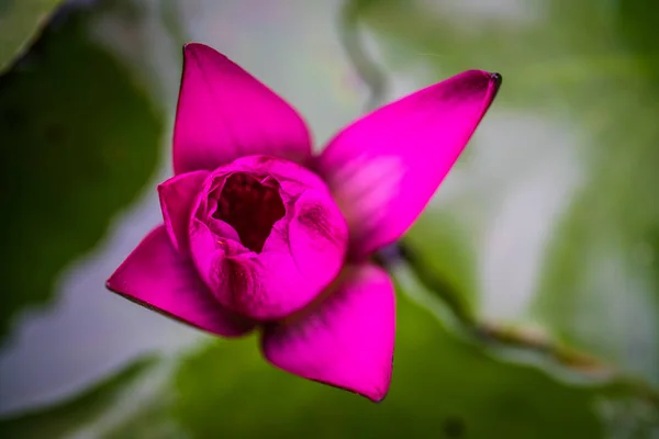 带模糊背景的粉红色紫罗兰莲花水百合花 — 图库照片