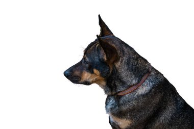 Beyaz arka planda izole bir Tay köpeği headshot