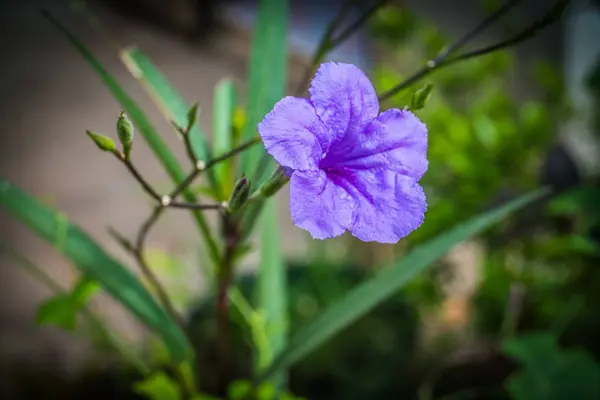 Fiore viola in giardino, Waterkanon — Foto Stock