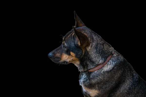 Tiro Cabeça Cão Tailandês Isolado Fundo Preto — Fotografia de Stock