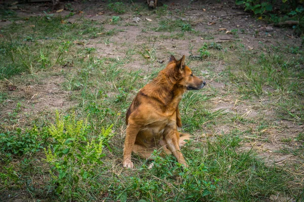 Red dog going to scratching her side — Stock Photo, Image